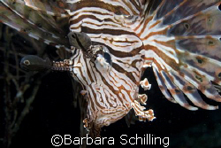 Curious Lionfish  by Barbara Schilling 